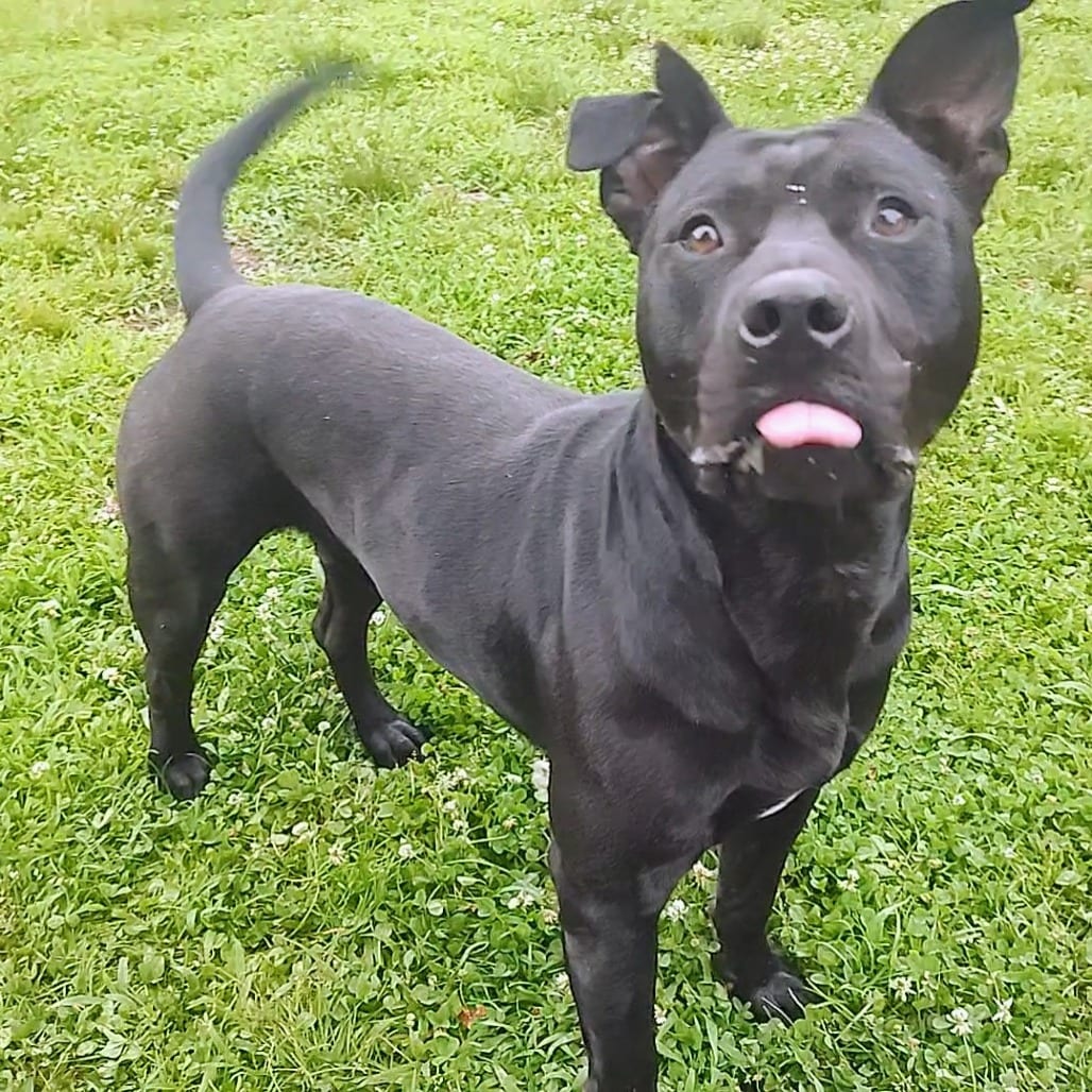 Photo of Pablo, adoptable Terrier, Pit Bull / Mix