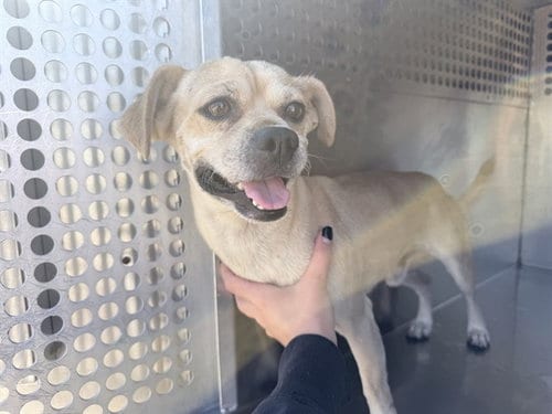 Photo of Joey, adoptable Pug in Phoenix, Arizona