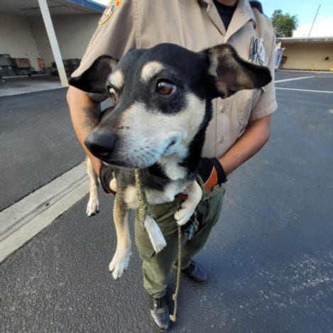 Photo of Milly, adoptable Chihuahua in Los Angeles, California