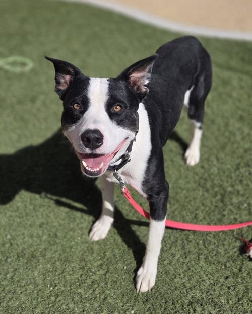 Photo of King, adoptable Pit Bull Terrier in Las Vegas, Nevada