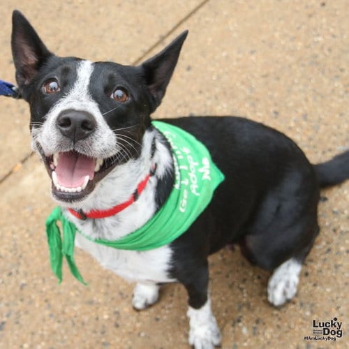 Photo of Juliet, adoptable Australian Cattle Dog/Blue Heeler in Washington, District of Columbia