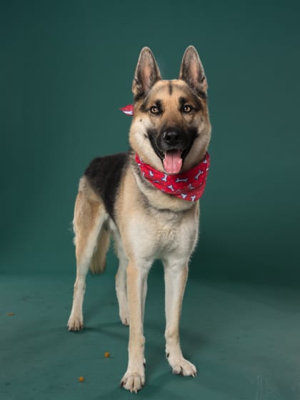 Photo of Parker, adoptable dog in Atlanta, Georgia