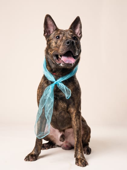 Photo of Thus, adoptable dog in Atlanta, Georgia