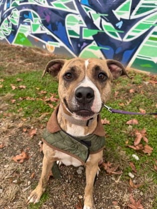 Photo of Pharaoh, adoptable dog in Chamblee, Georgia