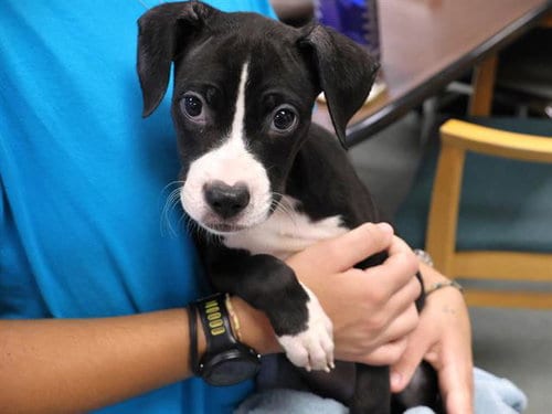 Photo of Fanta, adoptable American Pit Bull Terrier in Tallahassee, Florida