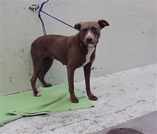 Photo of Emily, adoptable Labrador Retriever in Houston, Texas
