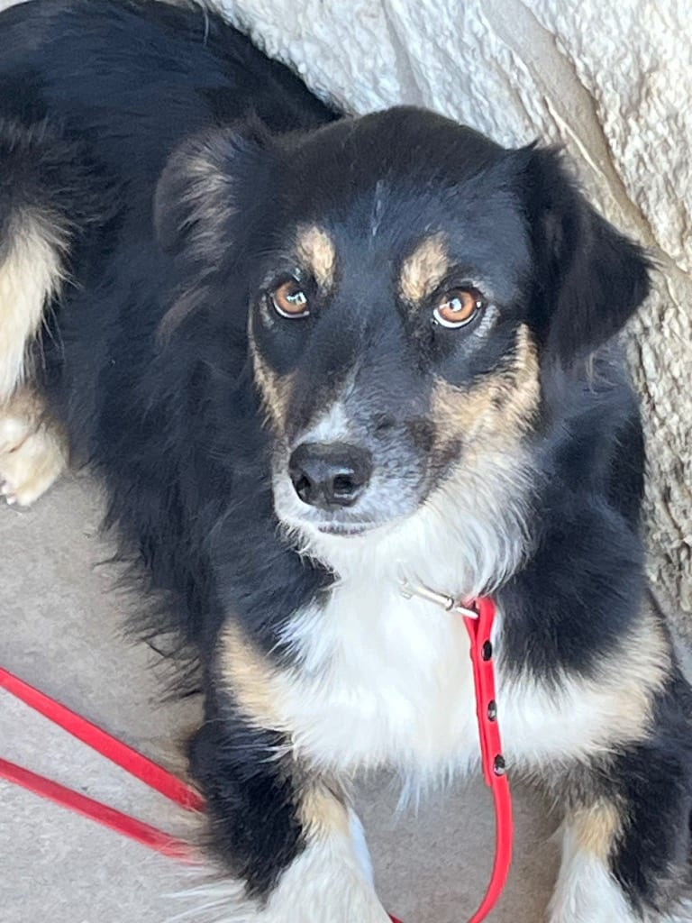 Photo of Mouse, adoptable Border Collie in Texas