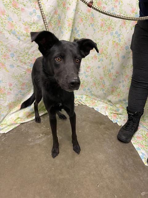 Photo of Fiona, adoptable Flat-coated Retriever in Rosenberg, Texas