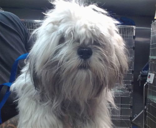 Photo of Brady, adoptable Maltese in San Bernardino, California