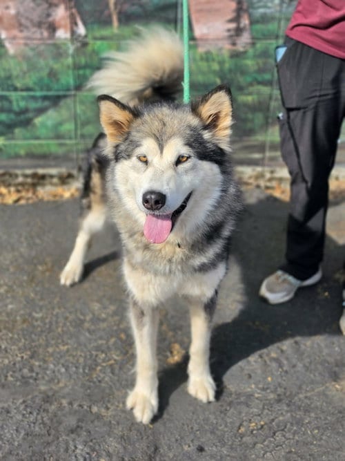 Photo of Guinevere, adoptable Alaskan Malamute in Seattle, Washington