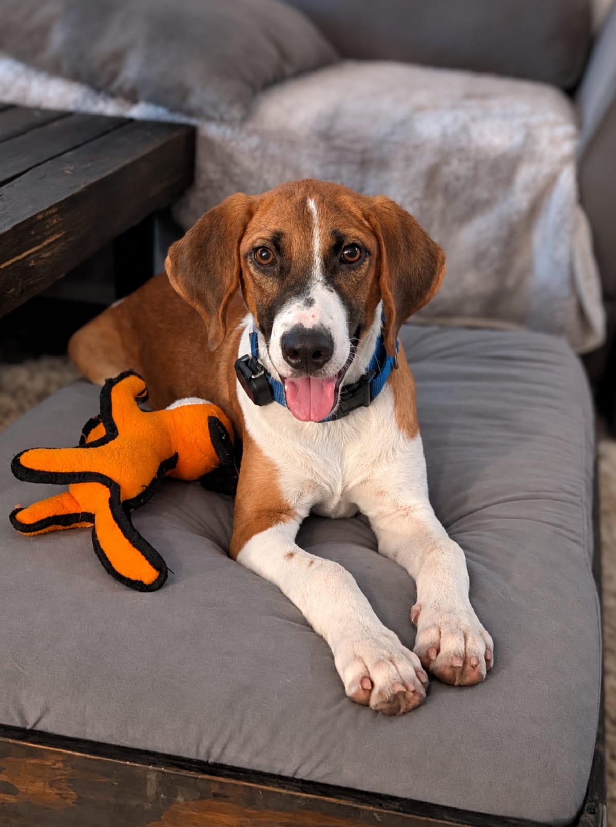 Photo of Arrow, adoptable Treeing Walker Coonhound in Tulsa, Oklahoma