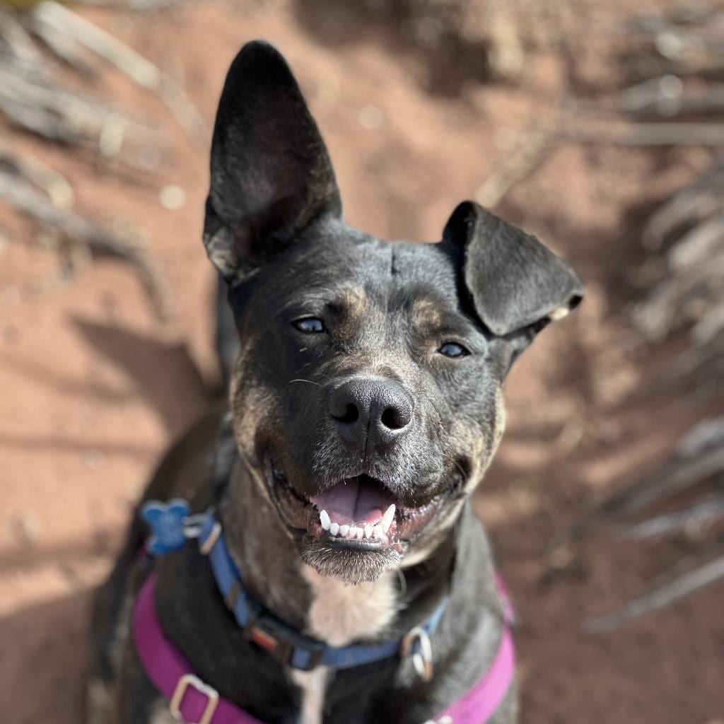 Photo of Katniss, adoptable Cattle Dog, Australian (Blue Heeler) / Terrier, American Pit Bull in Kanab, Utah