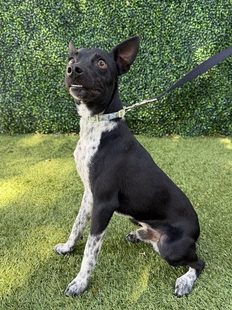 Photo of Spring, adoptable Rat Terrier in Naples, Florida