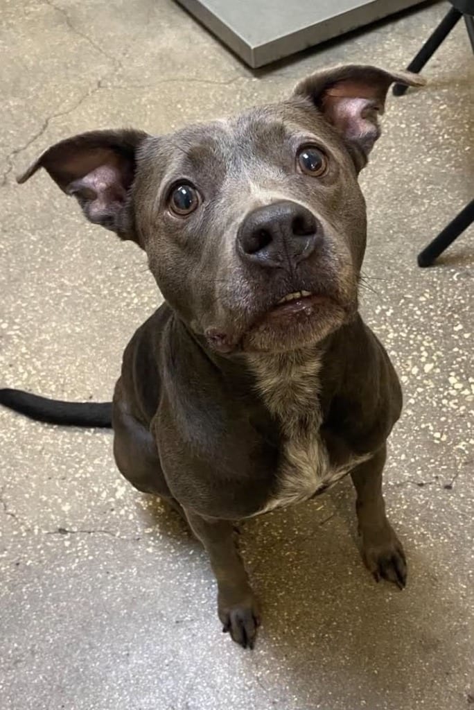 Photo of Nyla, adoptable Mixed Breed in Ocala, Florida