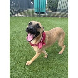Photo of Teddy, adoptable Mixed Breed (Medium) in Baton Rouge, Louisiana