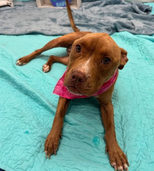 Photo of Coffee Cake, adoptable Pit Bull Terrier in Detroit, Michigan