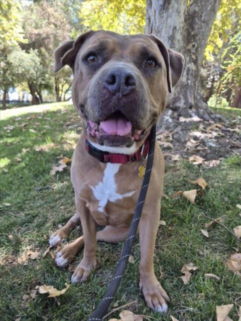 Photo of Luna, adoptable Pit Bull Terrier in Woodland, California