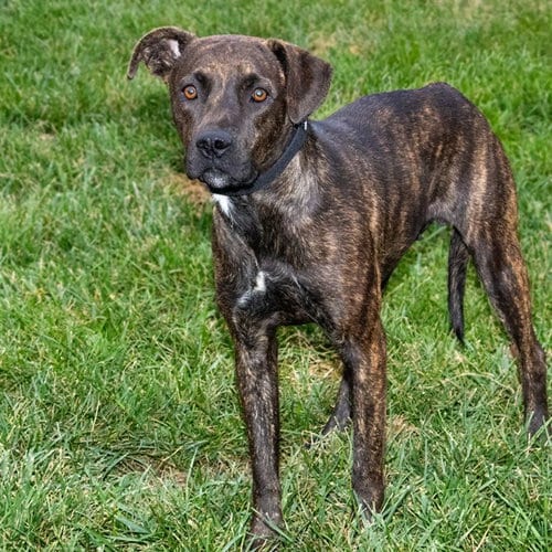 Photo of Pocky, adoptable Plott Hound in Maryland, Missouri