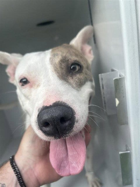 Photo of Caramel, adoptable Pit Bull Terrier in Houston, Texas
