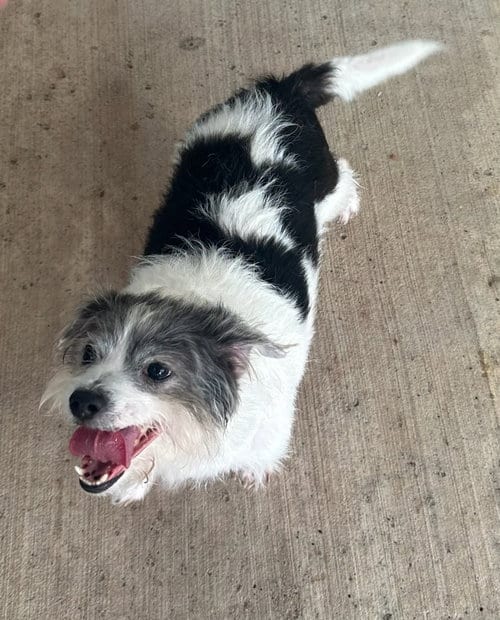Photo of Gordita, adoptable Shih Tzu in Oak Bluffs, Massachusetts