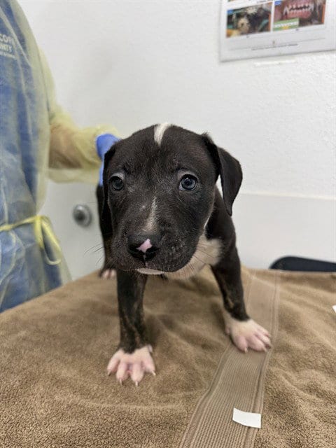 Photo of Rusty, adoptable American Pit Bull Terrier in Mesa, Arizona