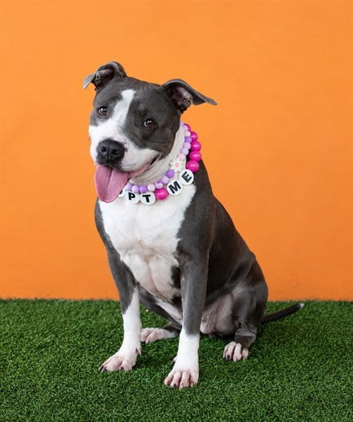 Photo of Emma, adoptable American Pit Bull Terrier in Miami, Florida