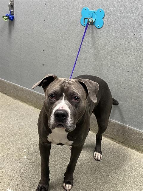 Photo of Azriel, adoptable Pit Bull Terrier in Las Vegas, Nevada