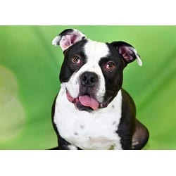 Photo of Oreo, adoptable American Bulldog in Ft Lauderdale, Florida