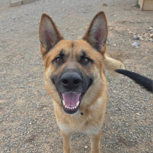 Photo of Dorado, adoptable Shepherd in Yreka, California