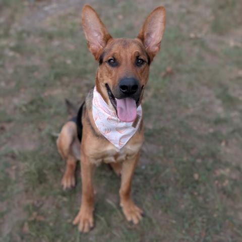 Photo of Boston, adoptable German Shepherd Dog in Conroe, Texas