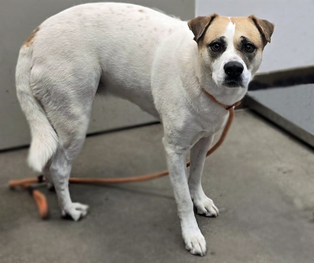 Photo of Lily, adoptable dog