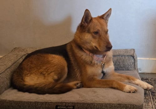 Photo of Midge, adoptable German Shepherd Dog in Los Angeles, California