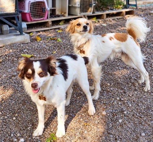 Photo of Mocha & Latte, adoptable Chihuahua in Golden Valley, Arizona
