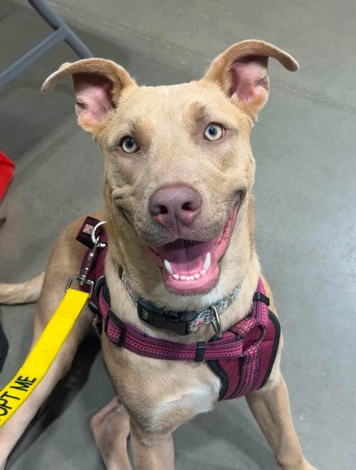 Photo of Jazzy, adoptable American Pit Bull Terrier in Shillington, Pennsylvania