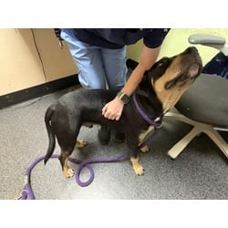 Photo of Cuddles, adoptable Rottweiler in Roseville, California