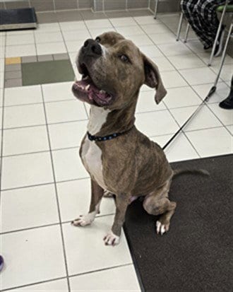 Photo of Koa, adoptable American Pit Bull Terrier in Derwood, Maryland