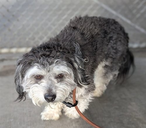 Photo of Toby, adoptable Maltese in Denver, Colorado