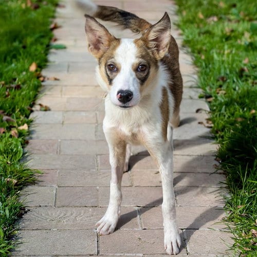 Photo of Bob, adoptable Australian Cattle Dog/Blue Heeler in St Louis, Missouri