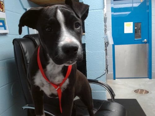 Photo of Paula, adoptable Pit Bull Terrier in Albuquerque, New Mexico
