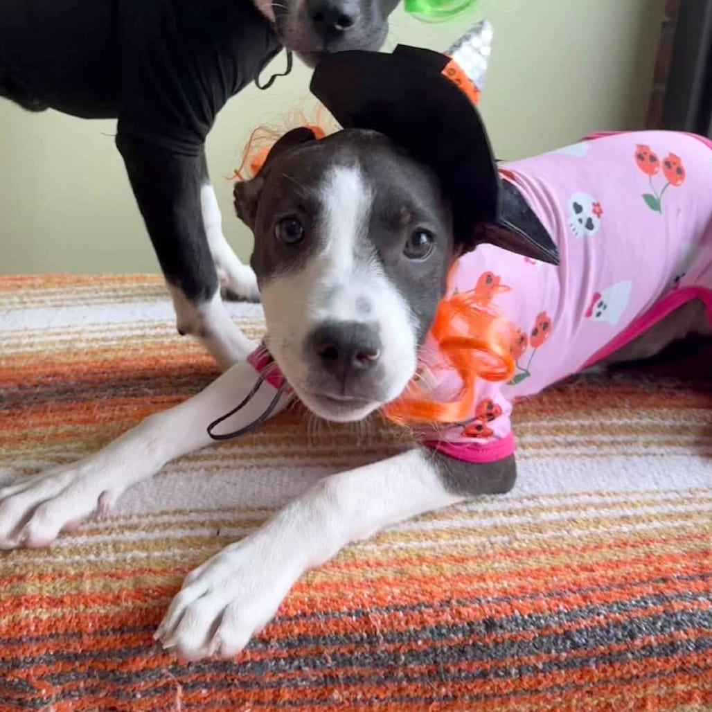 Photo of Gabby Pentin (Wedgewood Pup), adoptable Mixed Breed (Medium) in St. Louis, Missouri