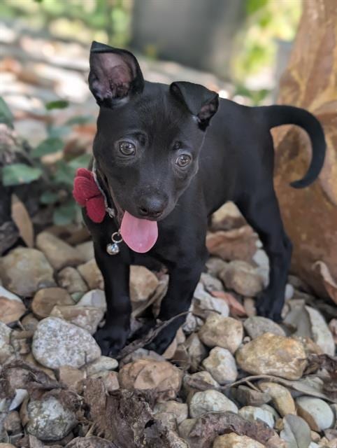 Photo of Tiana, adoptable Labrador Retriever in San Antonio, Texas
