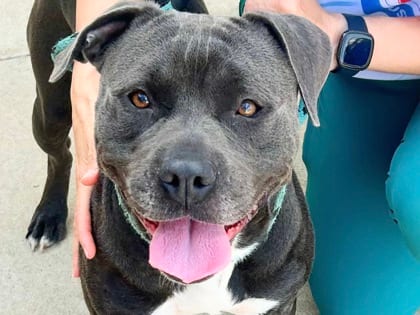 Photo of Hodge Podge HW+, adoptable dog in Georgetown, Texas