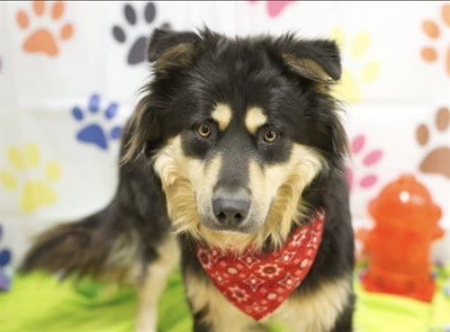 Photo of Emmett, adoptable Australian Shepherd in Placerville, California