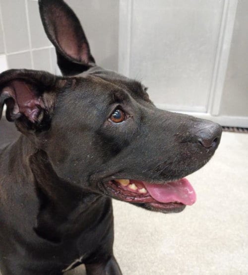 Photo of Marcy, adoptable Pit Bull Terrier in Las Vegas, Nevada