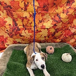 Photo of Ramen, adoptable American Pit Bull Terrier Catahoula Leopard Dog in Porterville, California