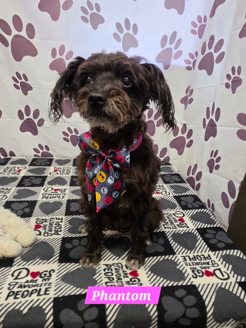 Photo of Phantom, adoptable Schnauzer in Metairie, Louisiana
