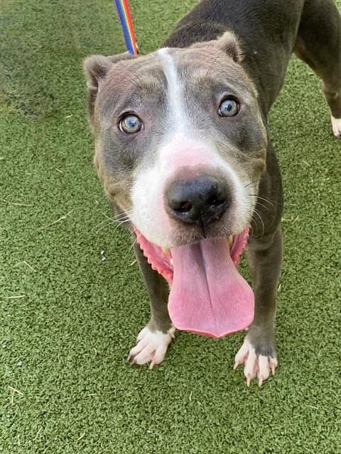 Photo of Derrick Malcomb Marcus, adoptable Pit Bull Terrier in Fayetteville, North Carolina