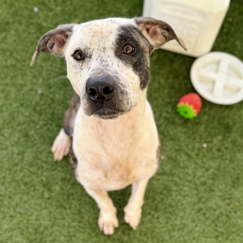 Photo of Fletcher, adoptable American Bulldog in Tavares, Florida