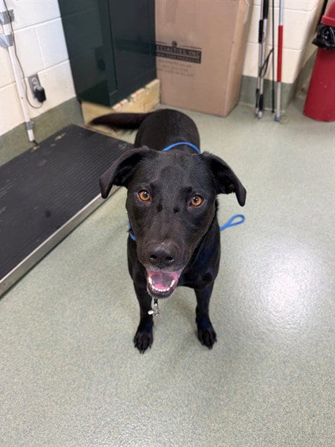Photo of Leia, adoptable Labrador Retriever in Lee's Summit, Missouri