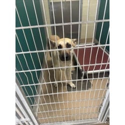 Photo of Clover, adoptable Black Mouth Cur in Texas City, Texas